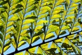 Leaf of Fishtail Palm